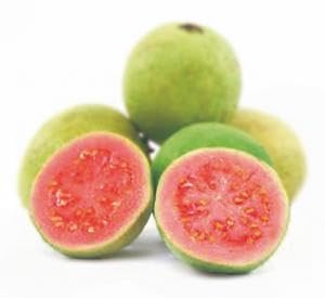 Amazon.co.jp: グアバの苗 ポットのまま ピンク : DIY・工具・ガーデン